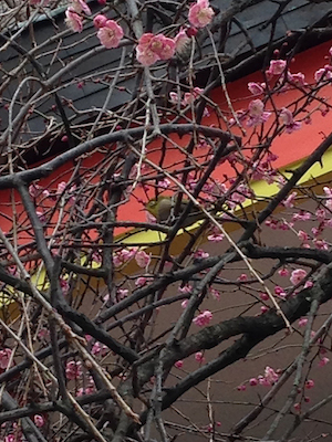 新宿・花園神社