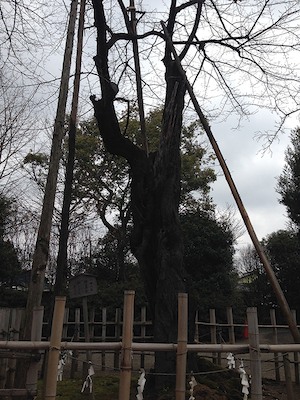 鷲宮神社