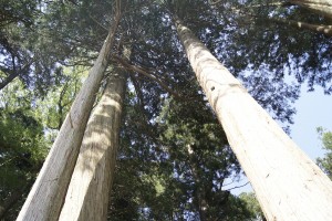 恵那神社